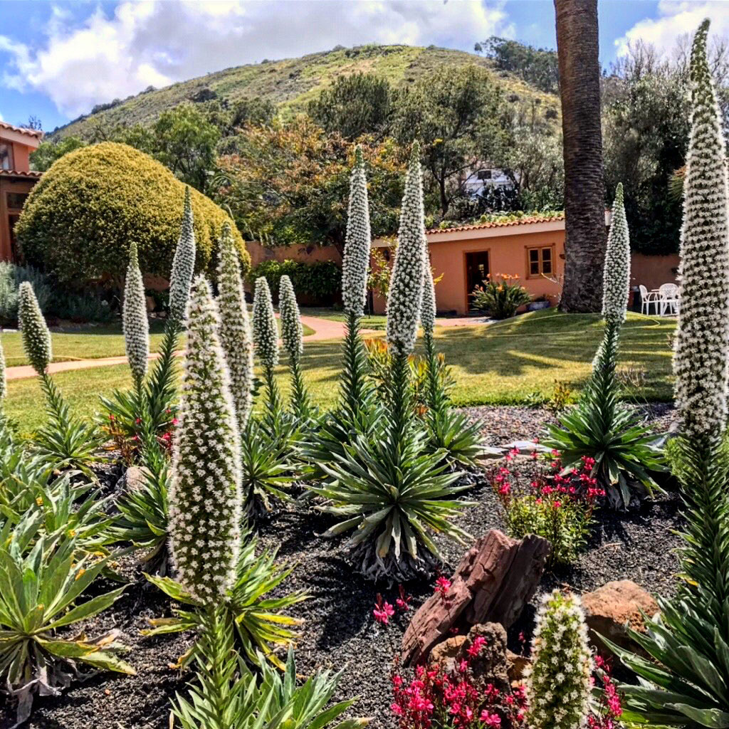 Biogarden Tenerife - Jardín con tajinastes blancos en Tegueste