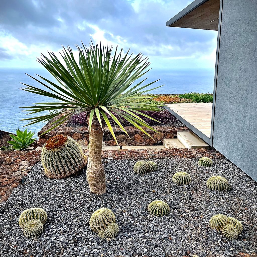 Biogarden Tenerife - Jardín seco con drago y cactus bola en La Palma