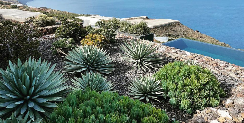 Jardín seco de suculentas y agaves en Canarias