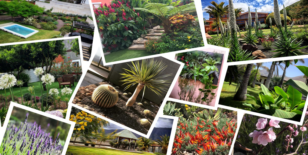 Propuesta de diseño para jardín en Tenerife