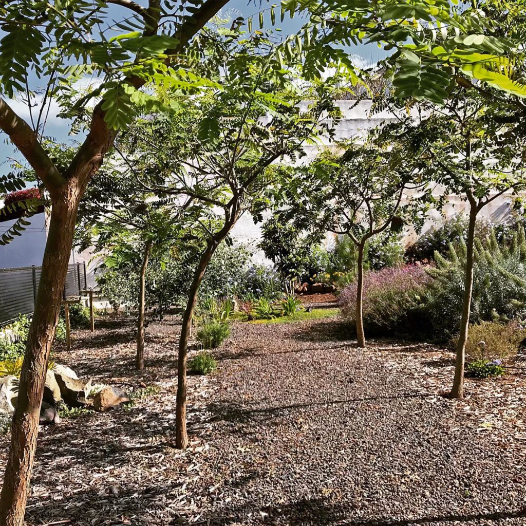 Biogarden Tenerife paseo con árboles en jardín