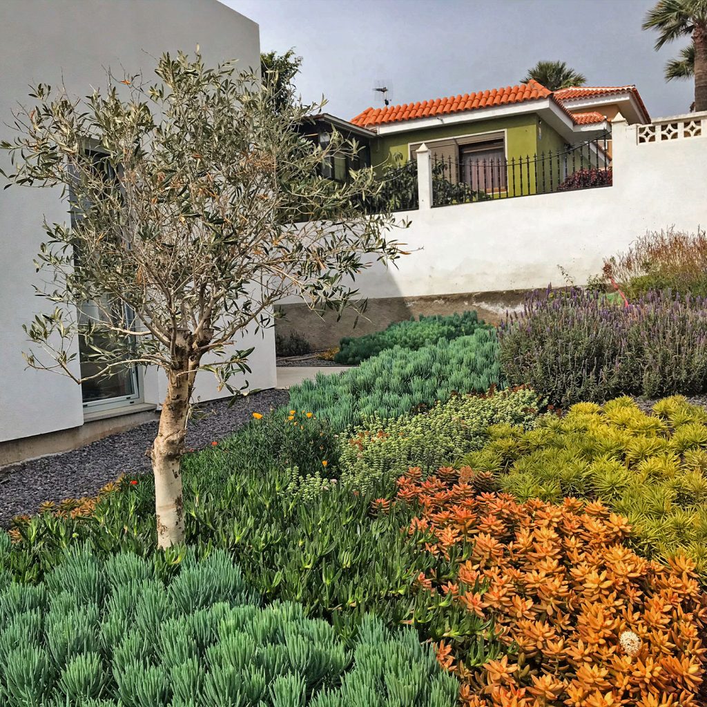 Evolución de jardín de suculentas en Candelaria